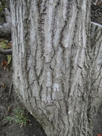木命人性格 食樹皮